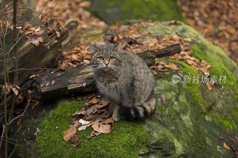 野猫(Felis silvestri)